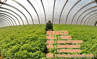攜手朋霸溫室工程，共建高唐優質蔬菜大棚